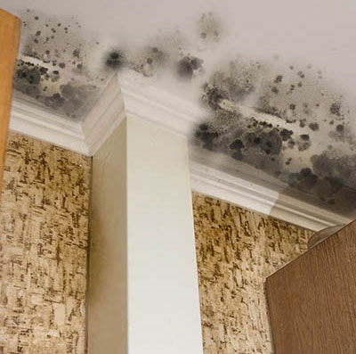 Ceiling Mold Removal Holbrook NY